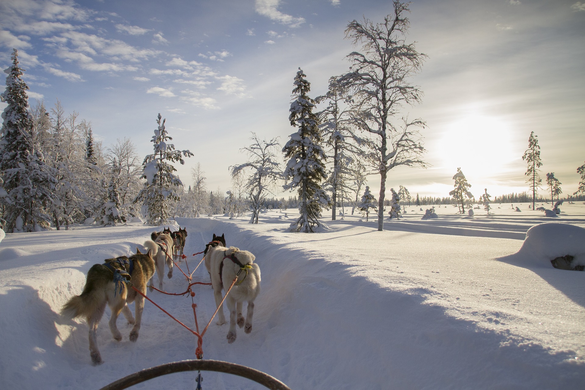 Husky Tour durch die Winterlandschaft von Lappland