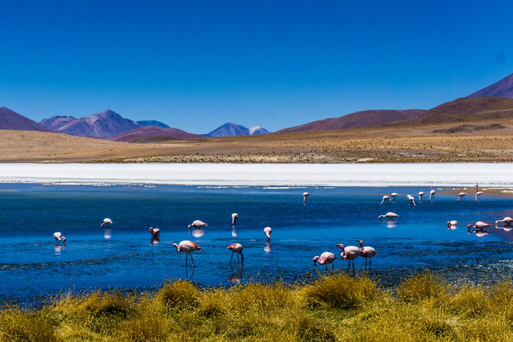 Lagune mit Flamingos im bolivianischen Altiplano