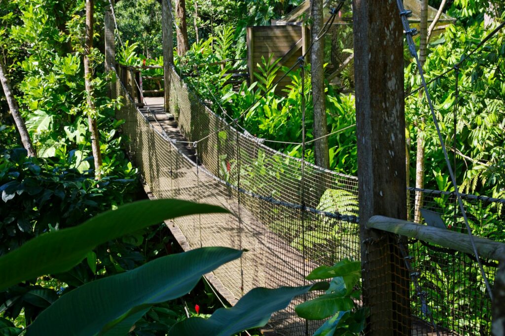 Brücken in hohen Bäumen im Parc Des Mamelles, Guadeloupe Zoo, Bouillante, Basse-Terre, Karibik