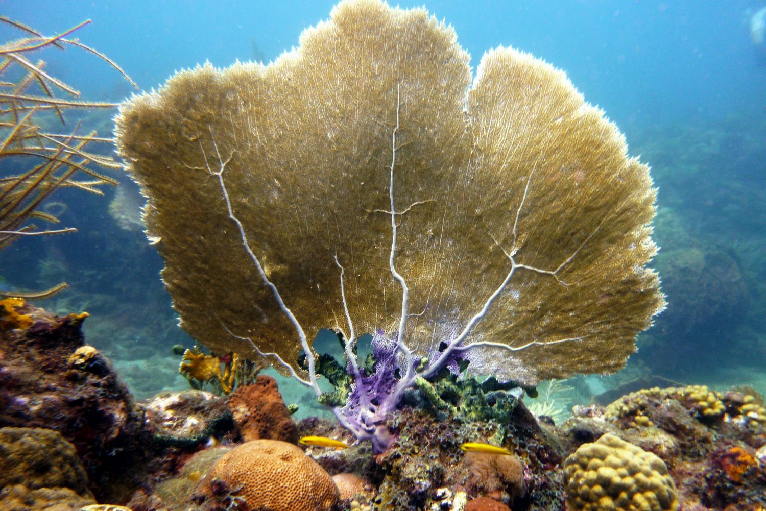 Gorgonen im karibischen Meer, Guadeloupe