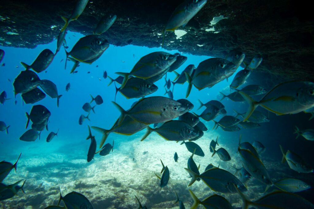 Fischschwarm auf Fuerteventura