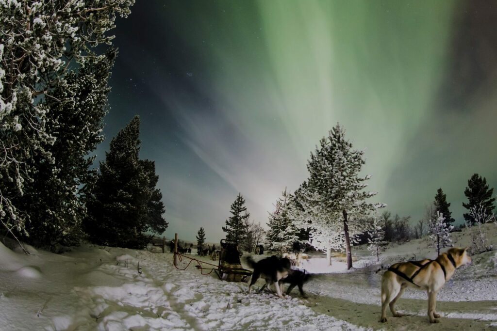 Polarlicht Tour mit Huskies in verschneiter Winterlandschaft