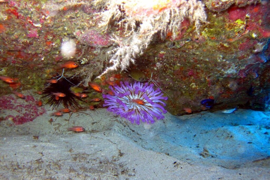 Unterwasserlandschaft mit Anemonen